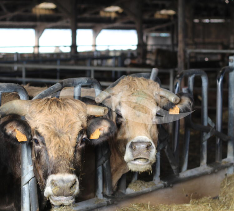 S0150 | Elevage bovins viande - Recherche associé en GAEC