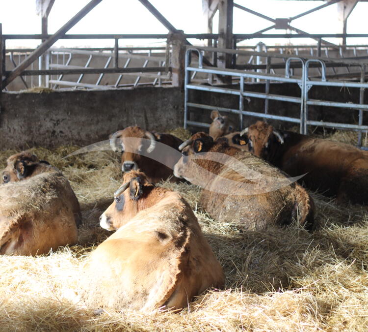 S0150 | Elevage bovins viande - Recherche associé en GAEC